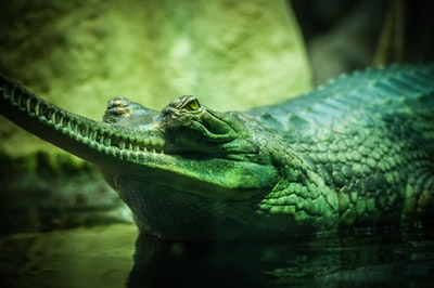 特写镜头绿色和灰色的照片鳄鱼体内的水
